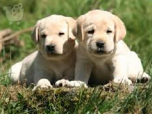 Γκολντεν καθαροαιμο κουταβακι